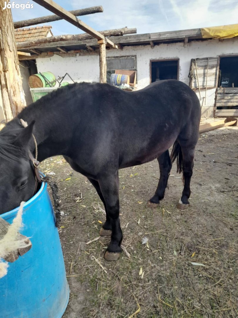 Eladó kanca ló 