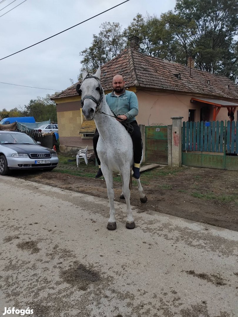 Eladó kanca ló 