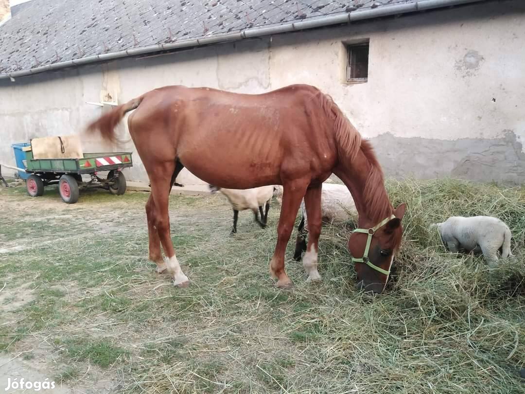 Eladó kanca ló 