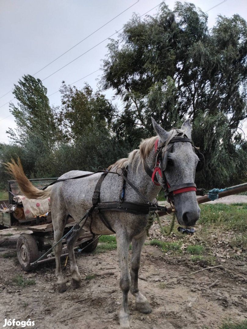 Eladó kanca ló 