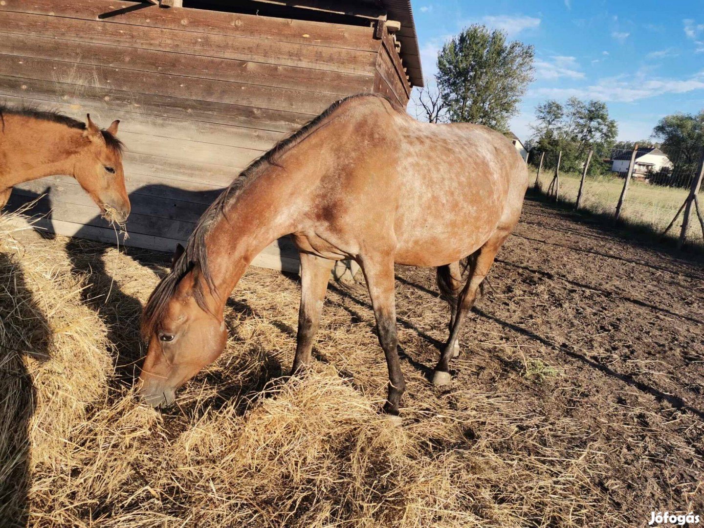 Eladó kanca ló csikójával