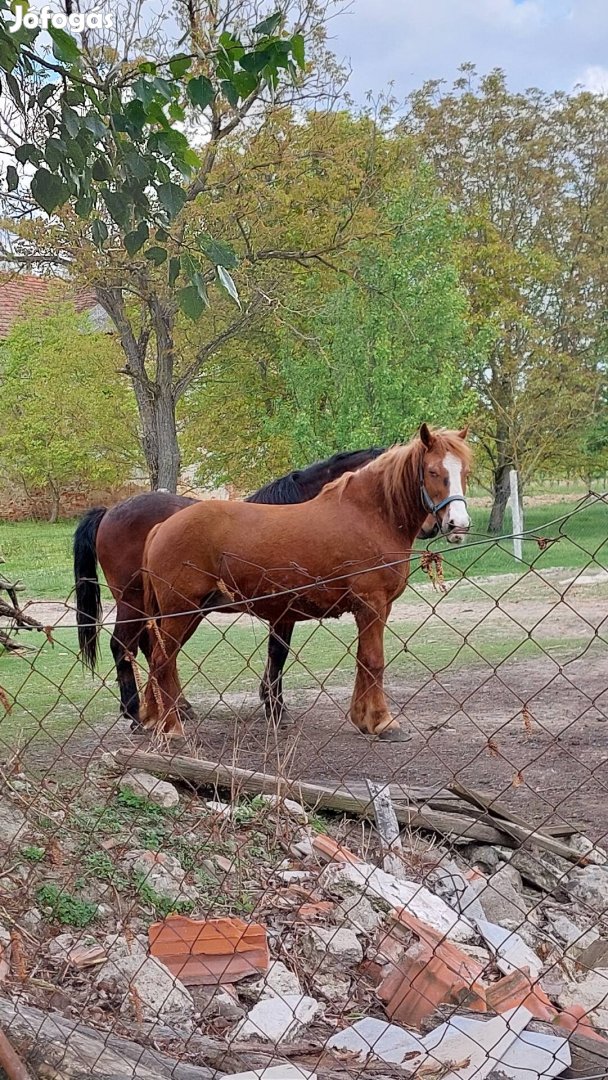 Eladó kanca ló csikójával Beregdarócon