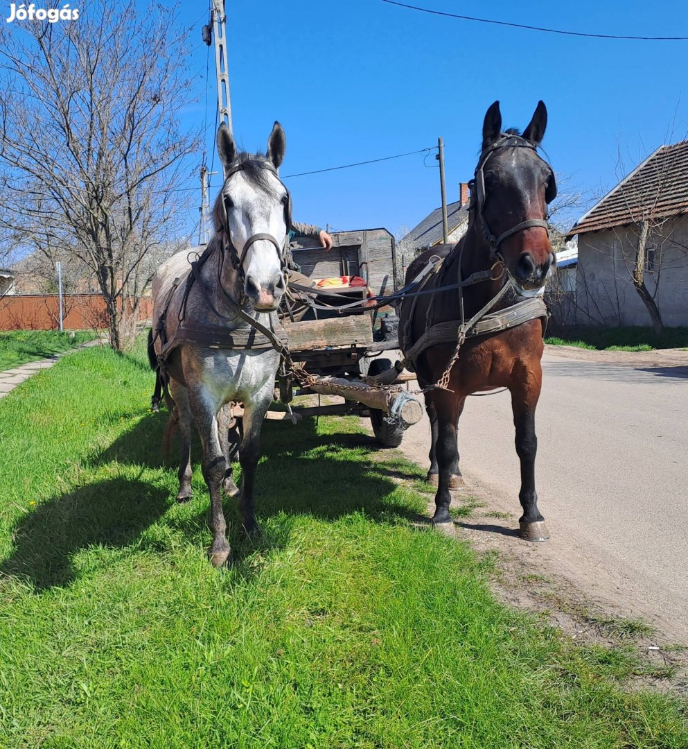 Eladó kanca lovak 