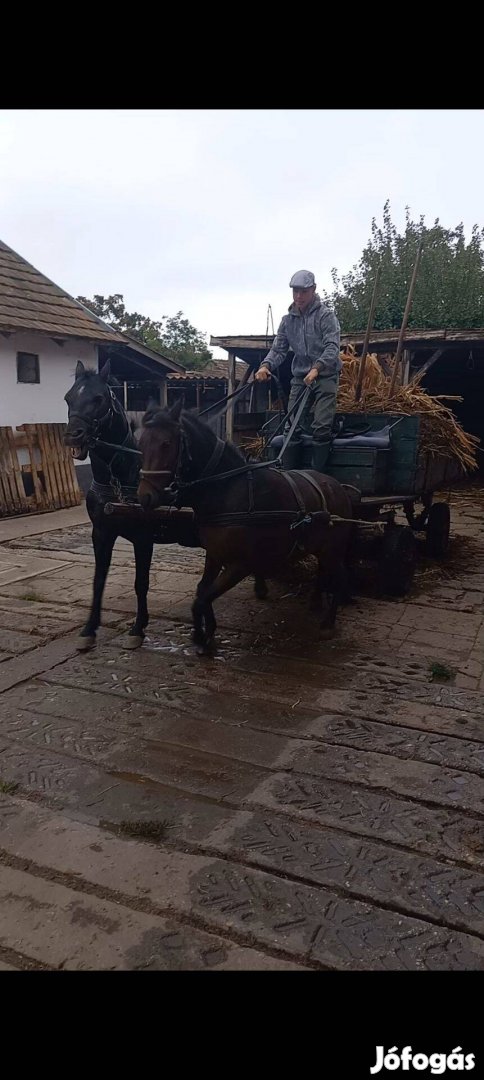 Eladó kanca póni