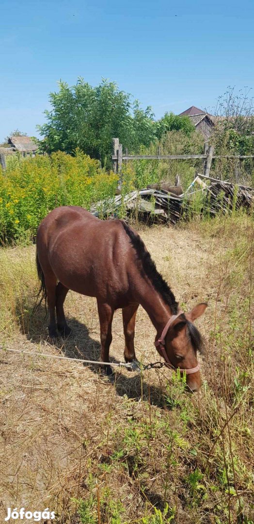 Eladó kanca póni