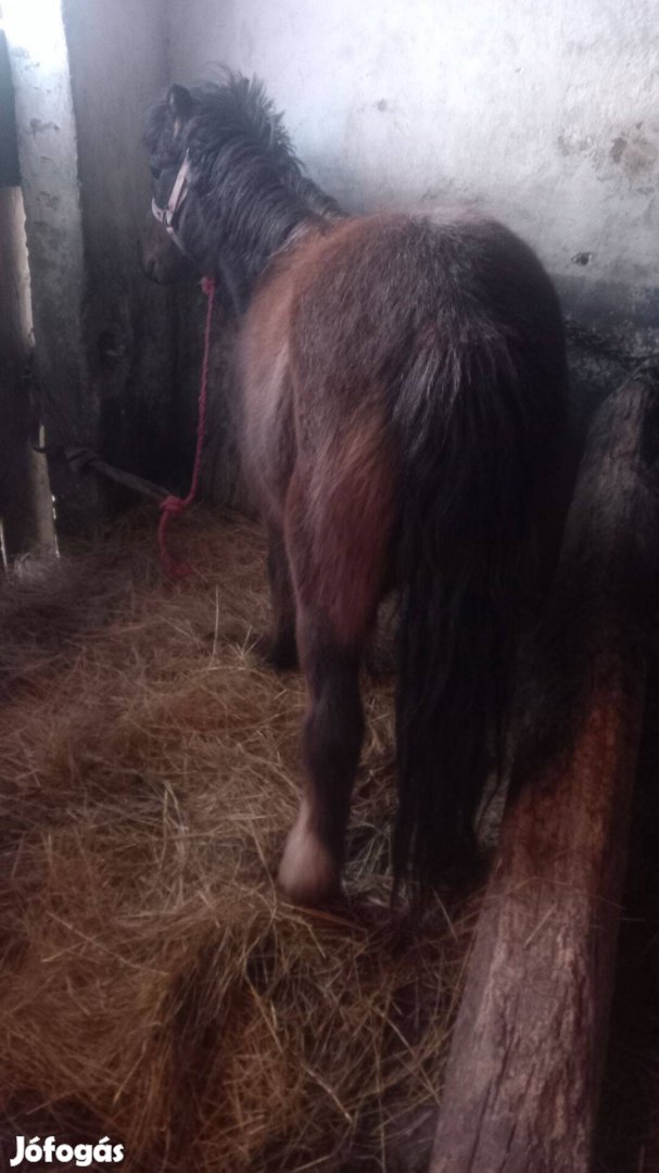 Eladó kanca póni