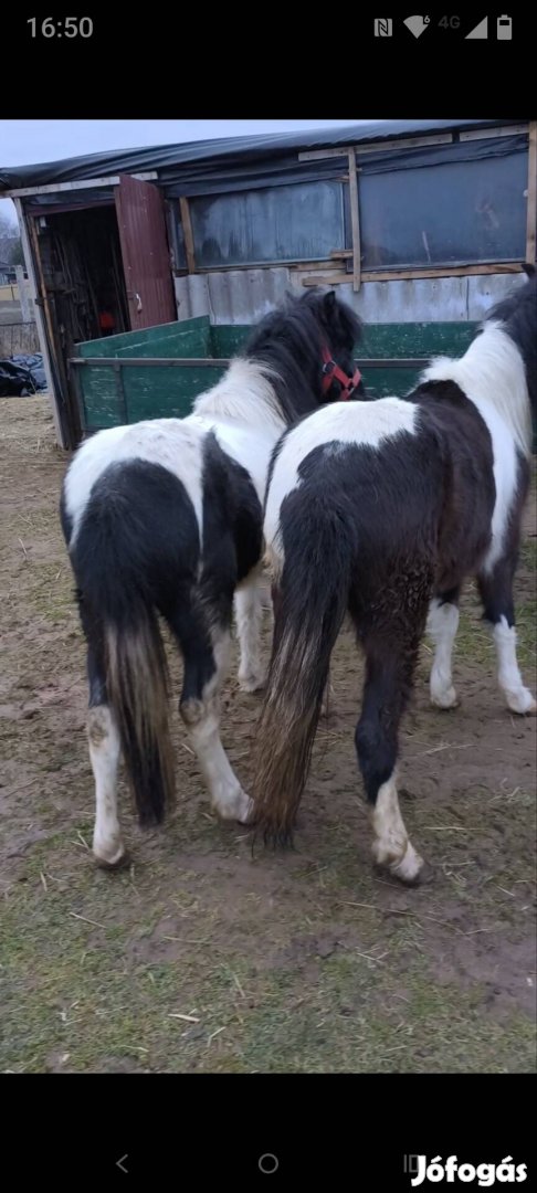 Eladó kanca pónik.