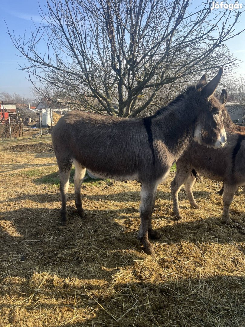 Eladó kanca szamár