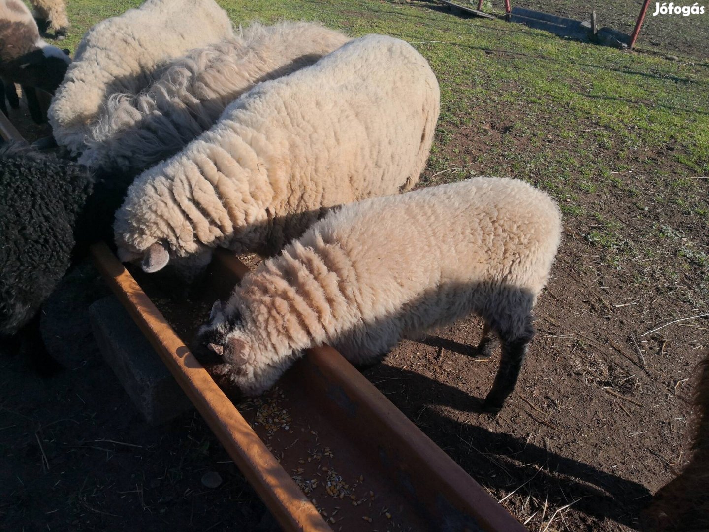 Eladó karakül shorpshire bárányok anyák