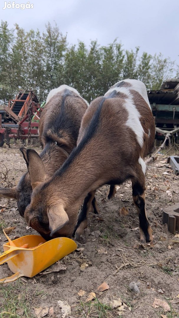 Eladó kecske 8 hónapos gödölye