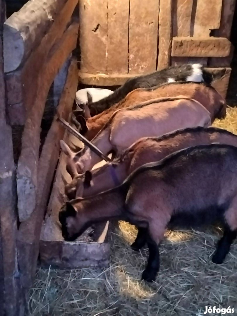 Eladó kecske gida