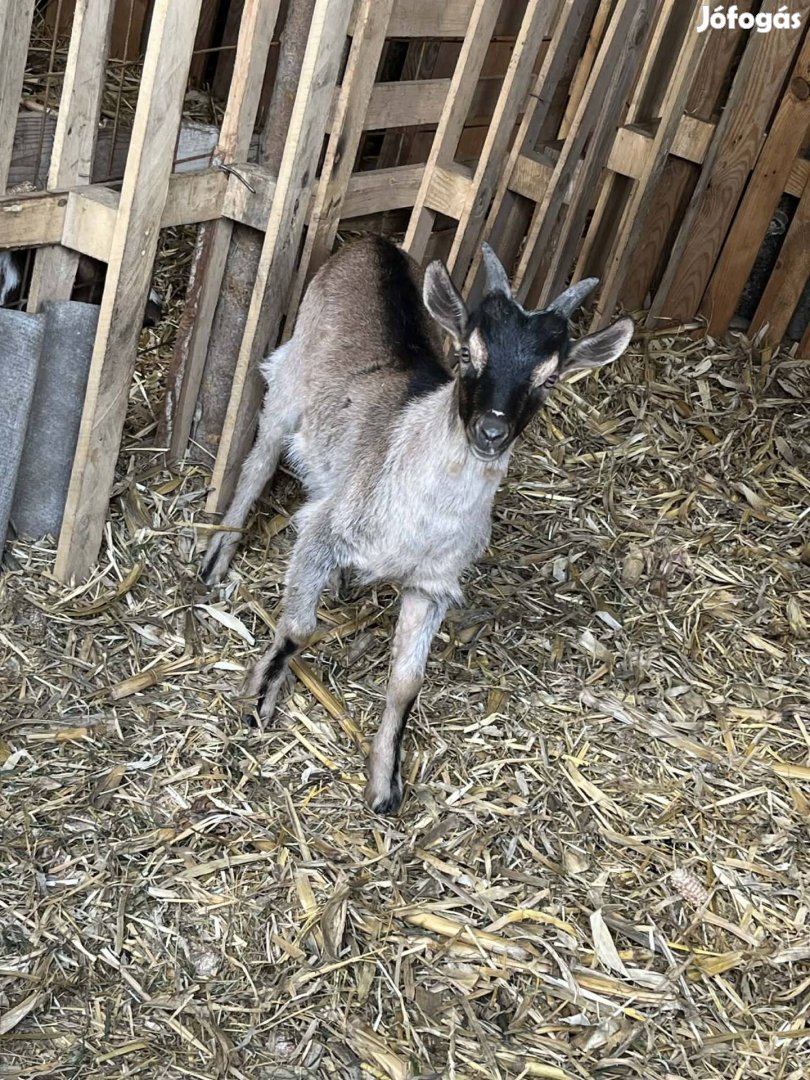 Eladó kecske gida