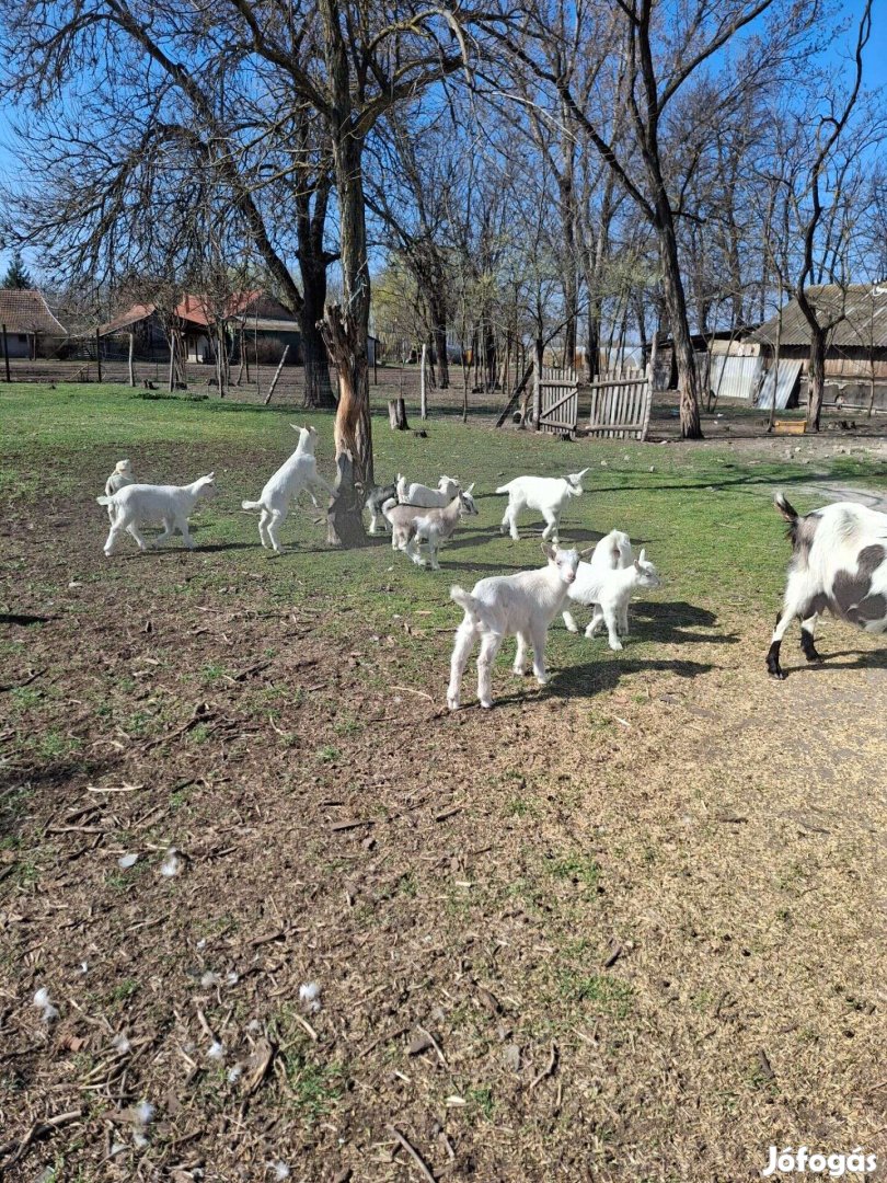 Eladó kecske gidák