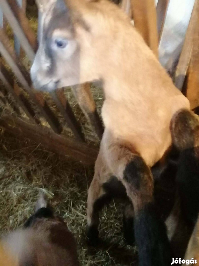 Eladó kecskegida