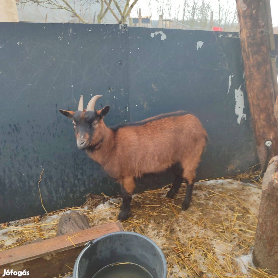 Eladó kecskék
