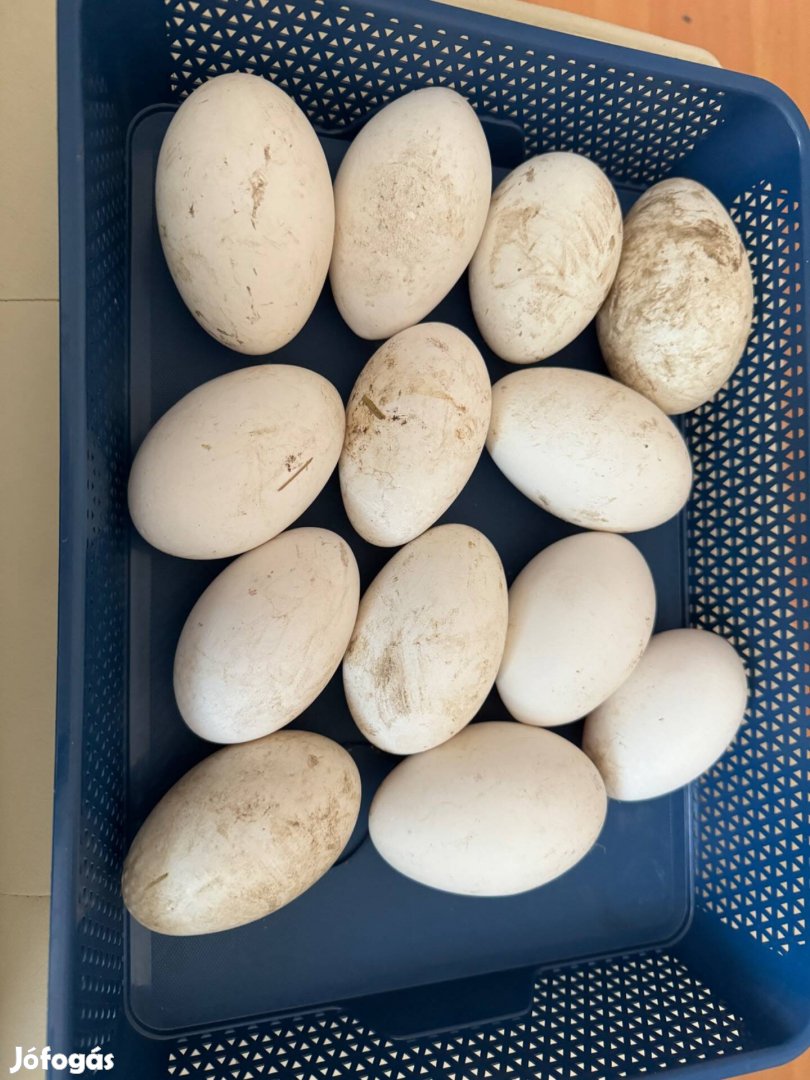 Eladó keltetésre alkalmas liba tojások