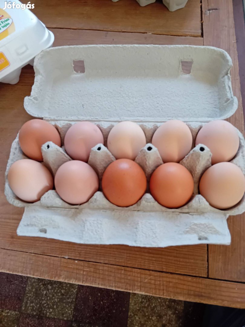 Eladó keltetésre szabadtartású tyúk tojás