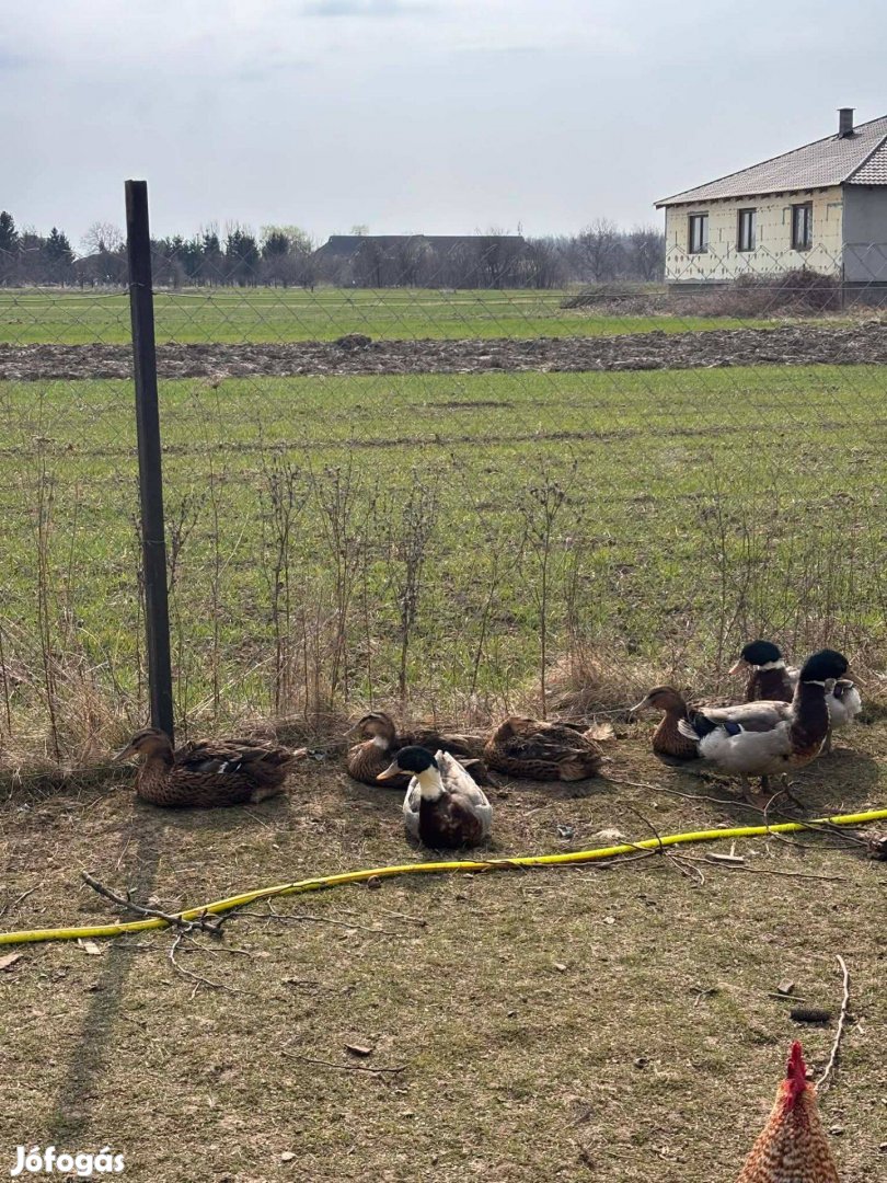 Eladó keltetni való tojás!