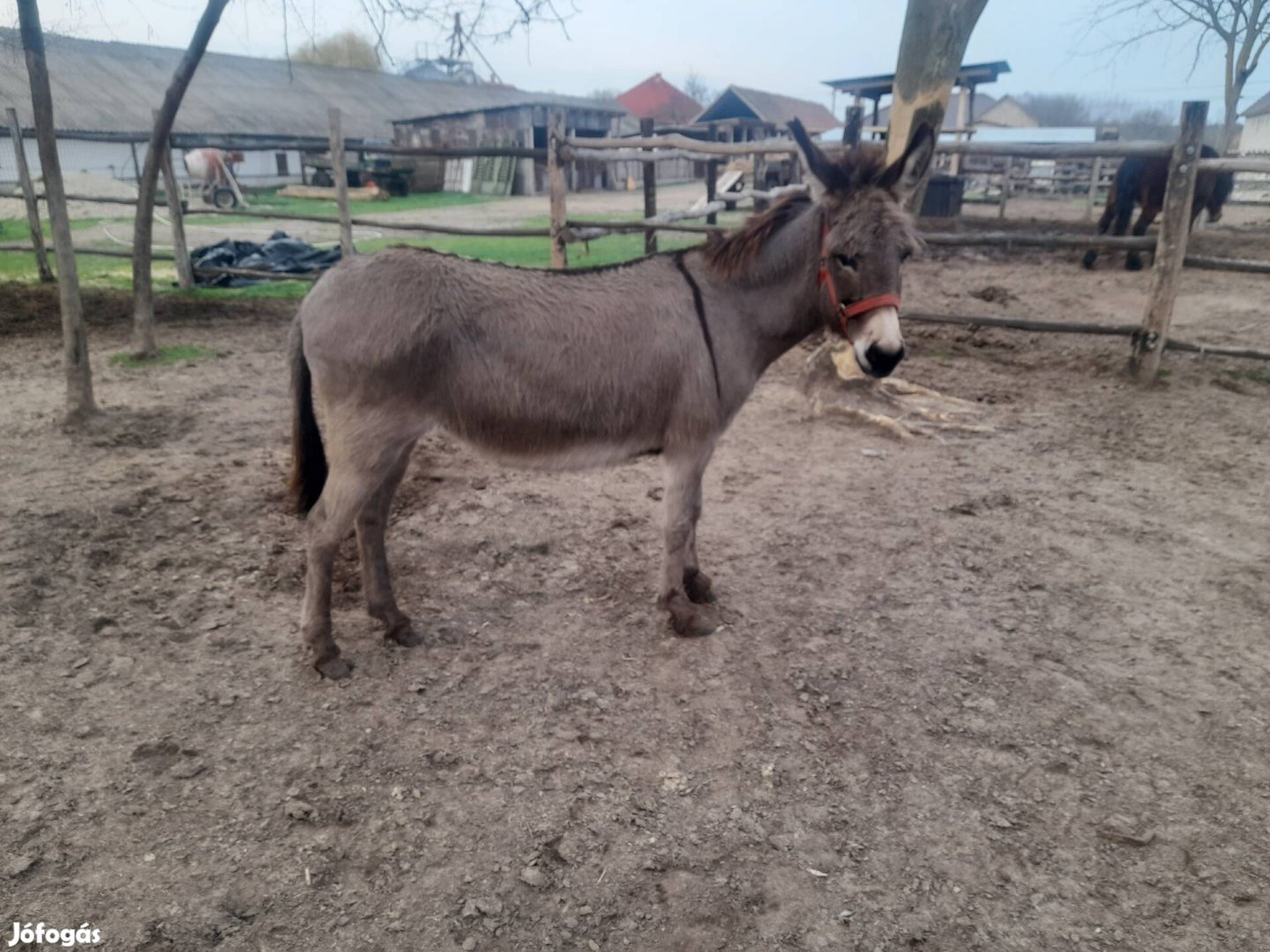 Eladó keresztes hátú parlagi szamár pár