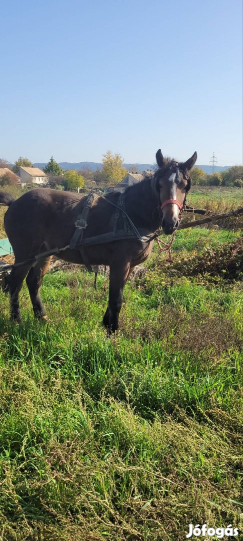 Eladó két éves kanca csiko