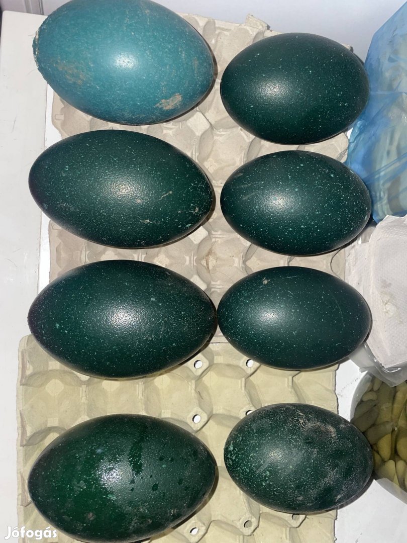 Eladó ketetnivaló emu tojás