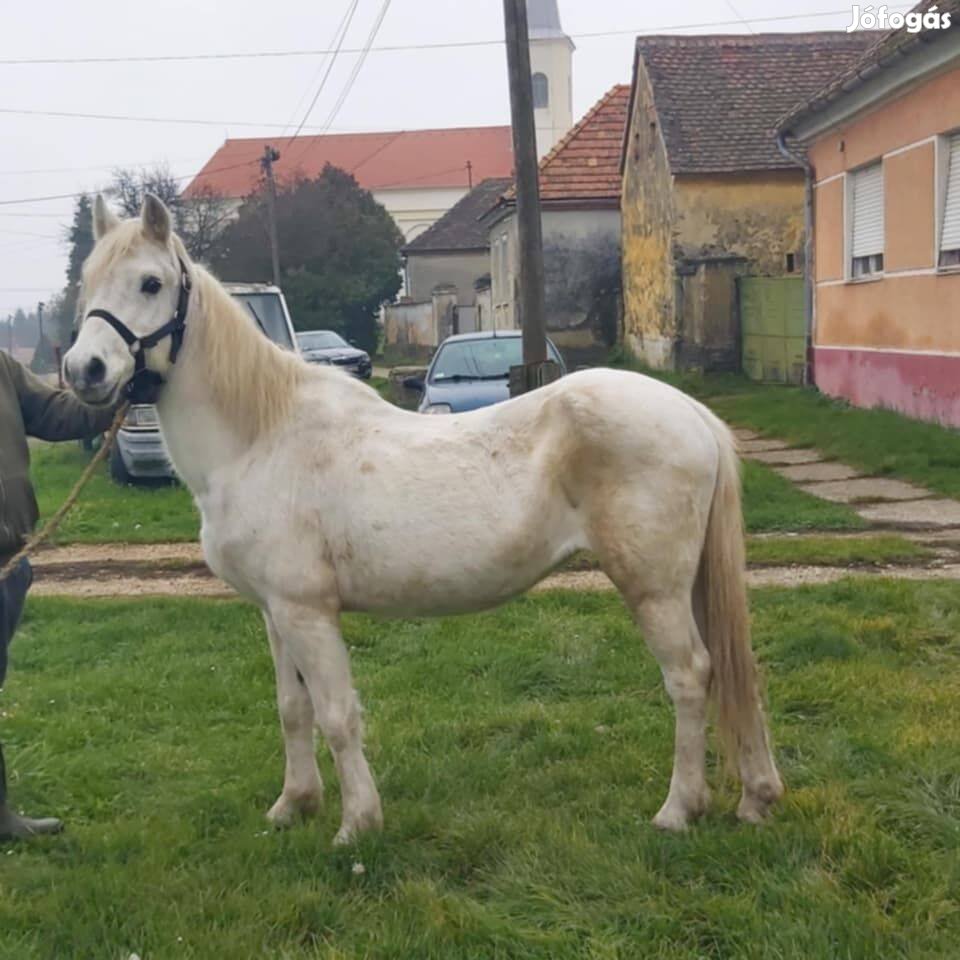 Eladó kis kanca lo