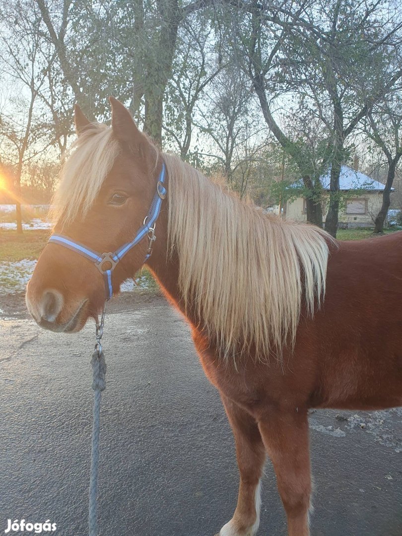 Eladó kis ló! Vagy csere nagyobbra.