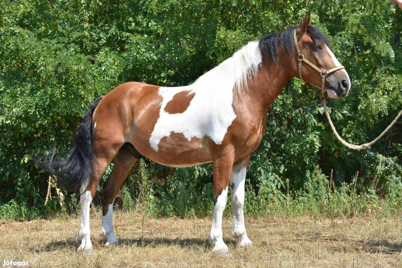 Eladó kiváló hobbi ló