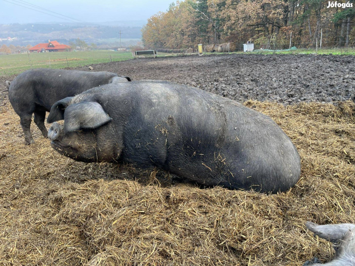 Eladó koca (szalámami)