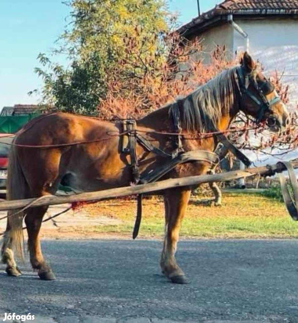 Eladó kocsis és hátas Haflingi félvér herélt