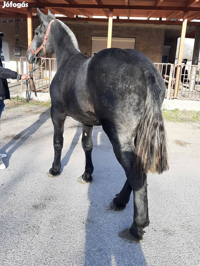 Eladó kormos deres kanca csikó