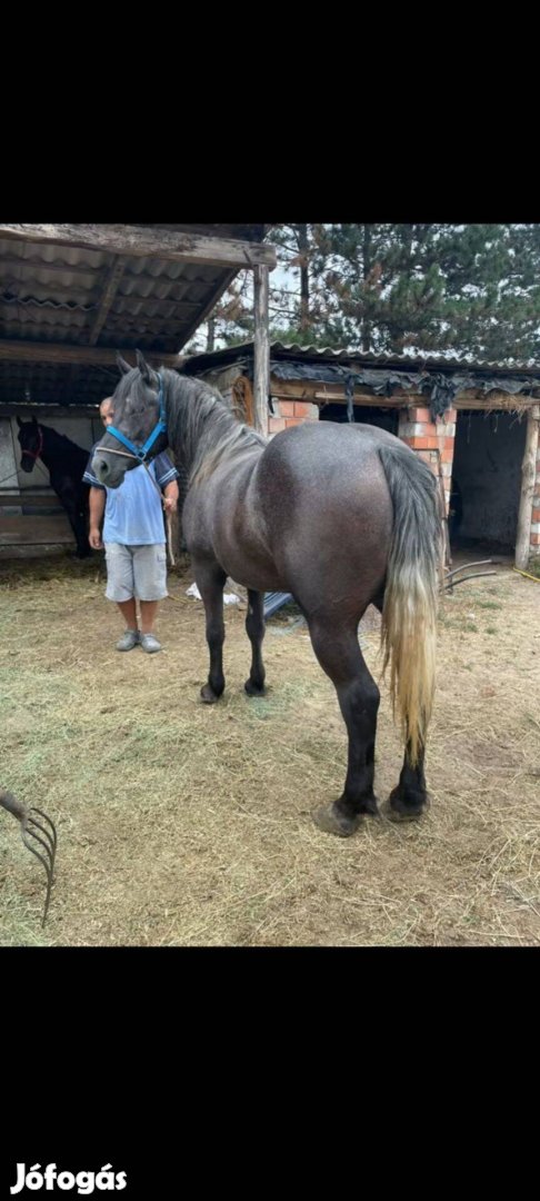 Eladó kormos deres kanca csiko