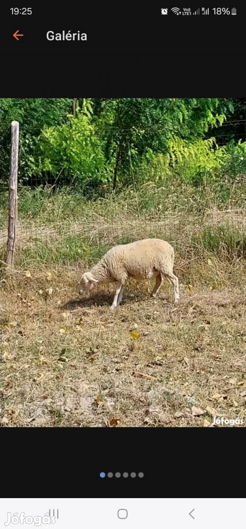 Eladó kos bárány. Vagy csere.