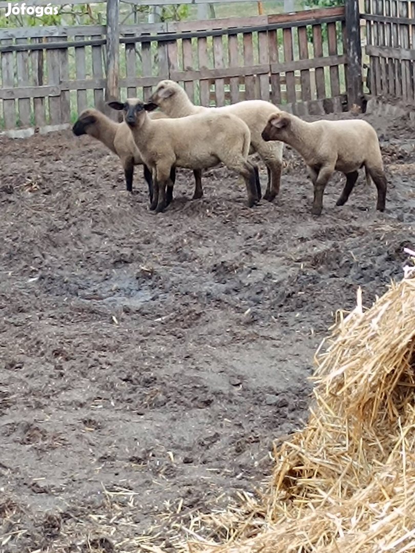 Eladó kos bárányok