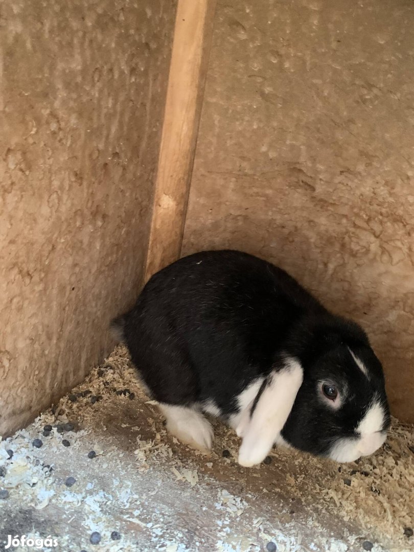 Eladó kosorrú lógófülű törpenyúl