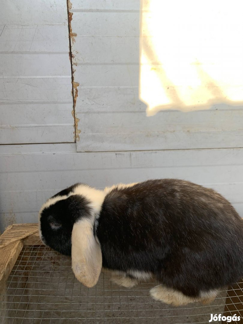 Eladó kosorrú lógófülű törpenyulak