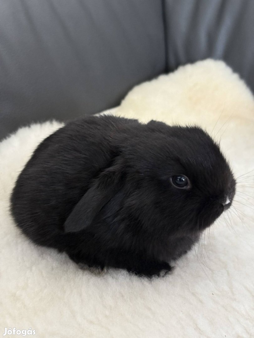 Eladó kosorrú lógófülű törpenyulak