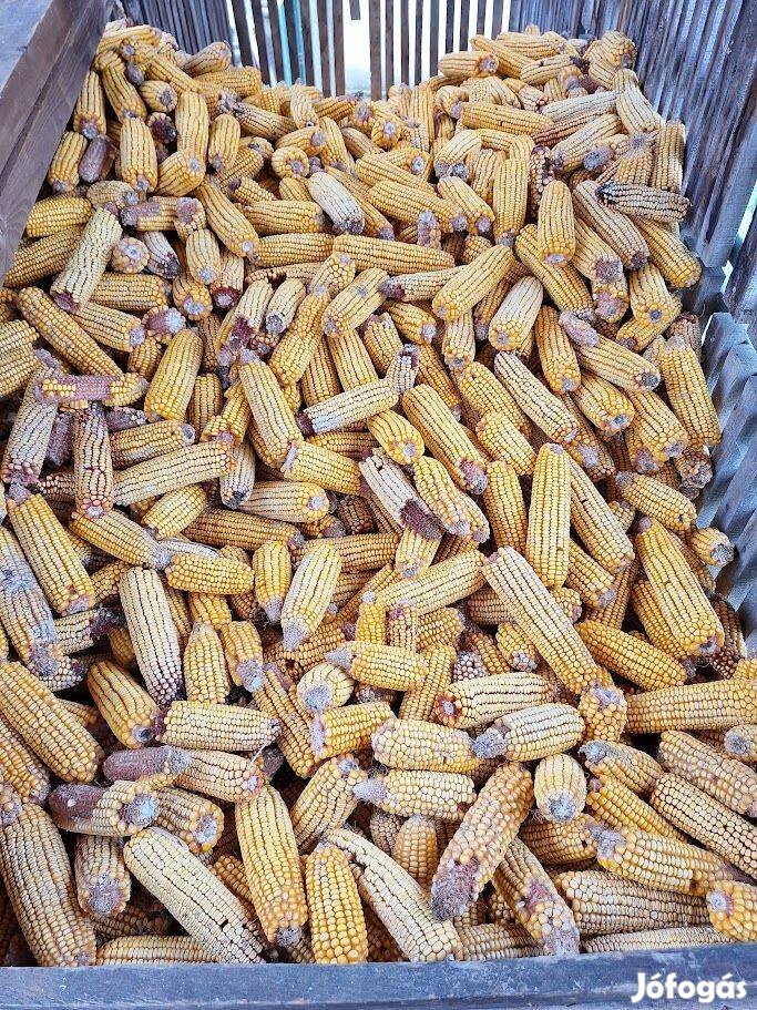 Eladó kukorica