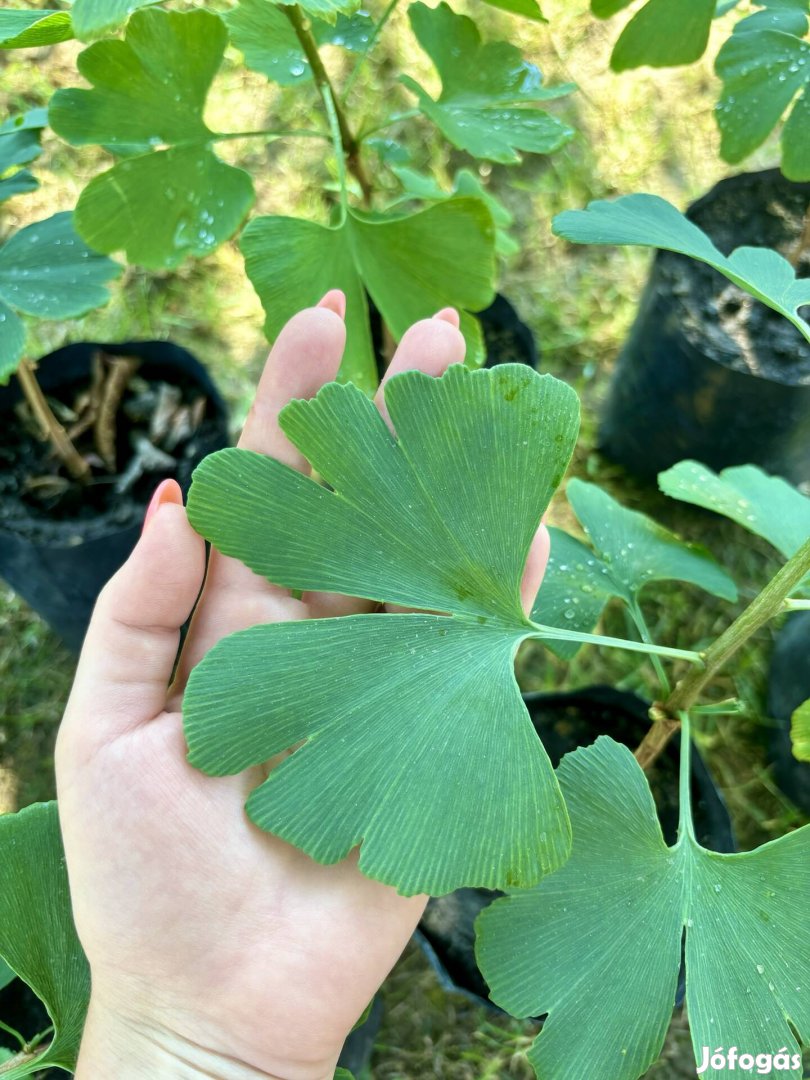 Eladó különleges levelű páfrányfenyők, ginkgo biloba fák