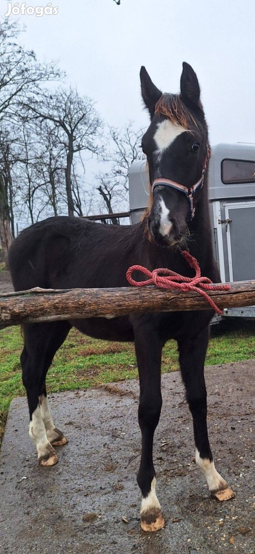 Eladó kwp holland származásos csődör csikó!