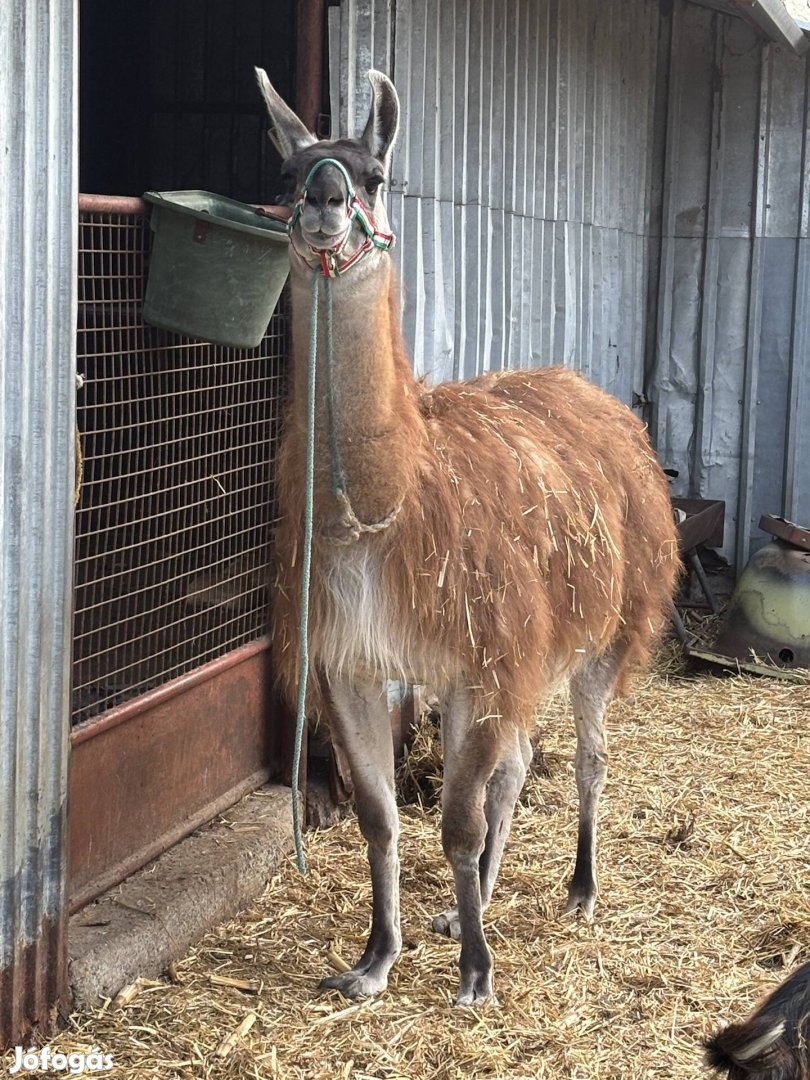 Eladó láma vagy csere