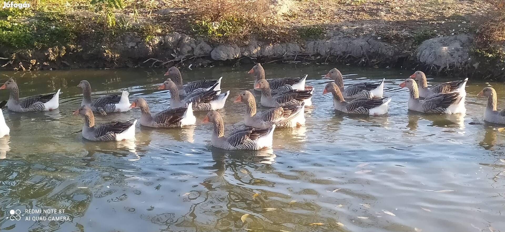 Eladó landeszi libák 