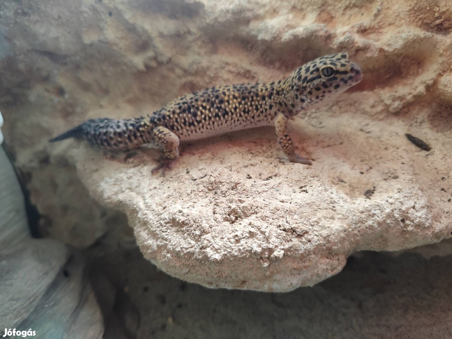 Eladó leopárd gekko. 