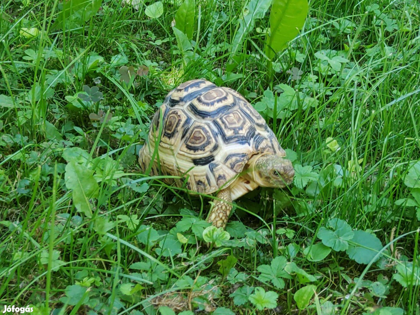 Eladó leopárdteknős