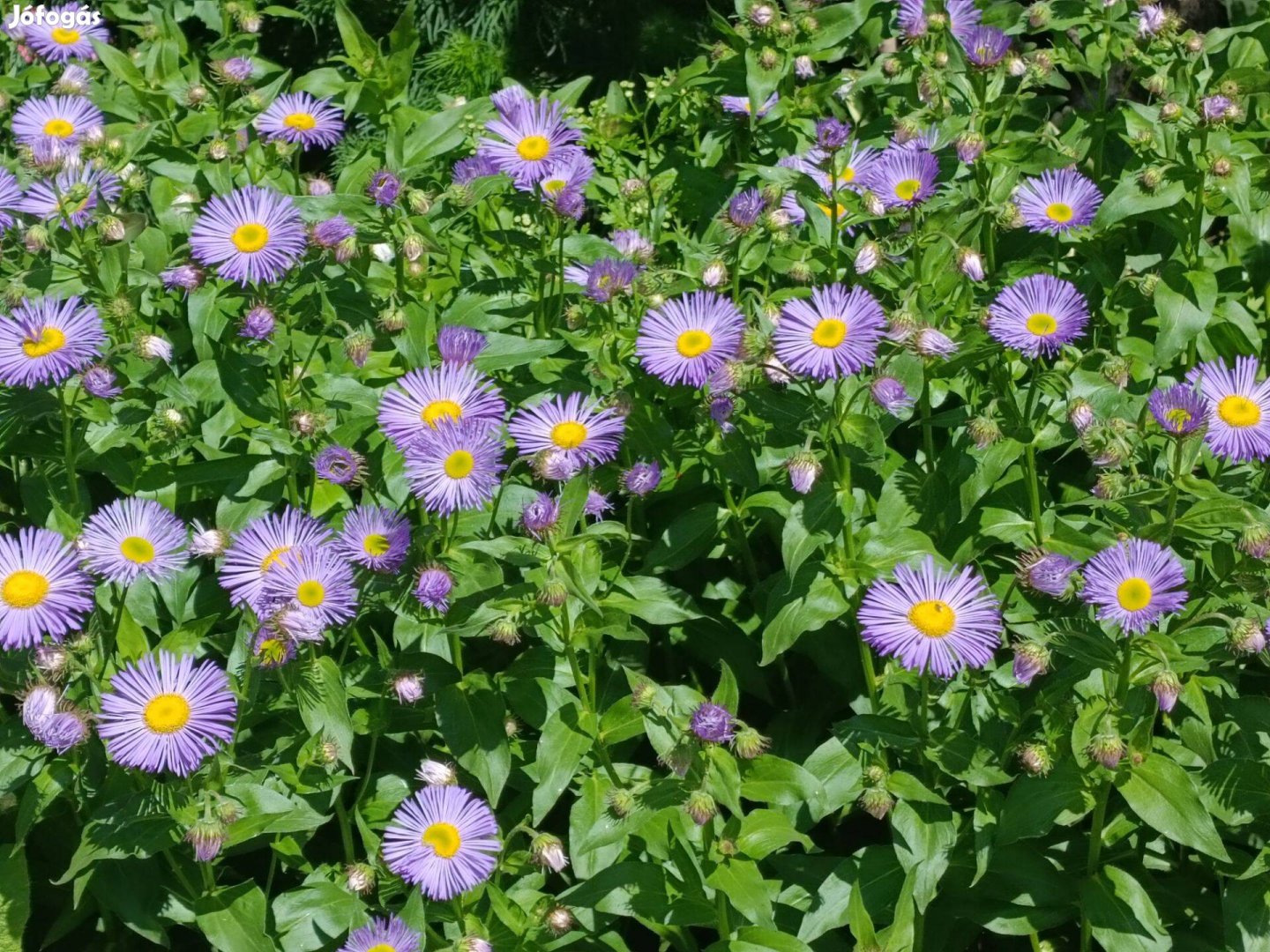 Eladó lila virágú őszirózsa pompás küllőrojt virág évelő