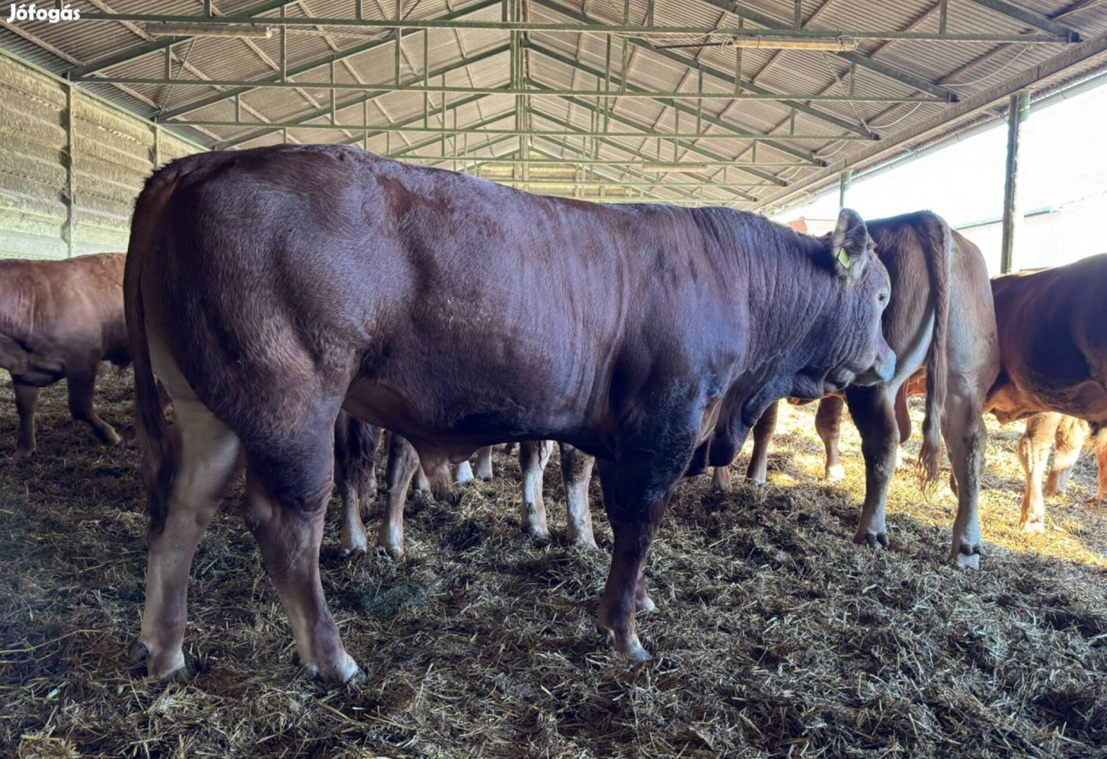 Eladó limousin tenyészbikák