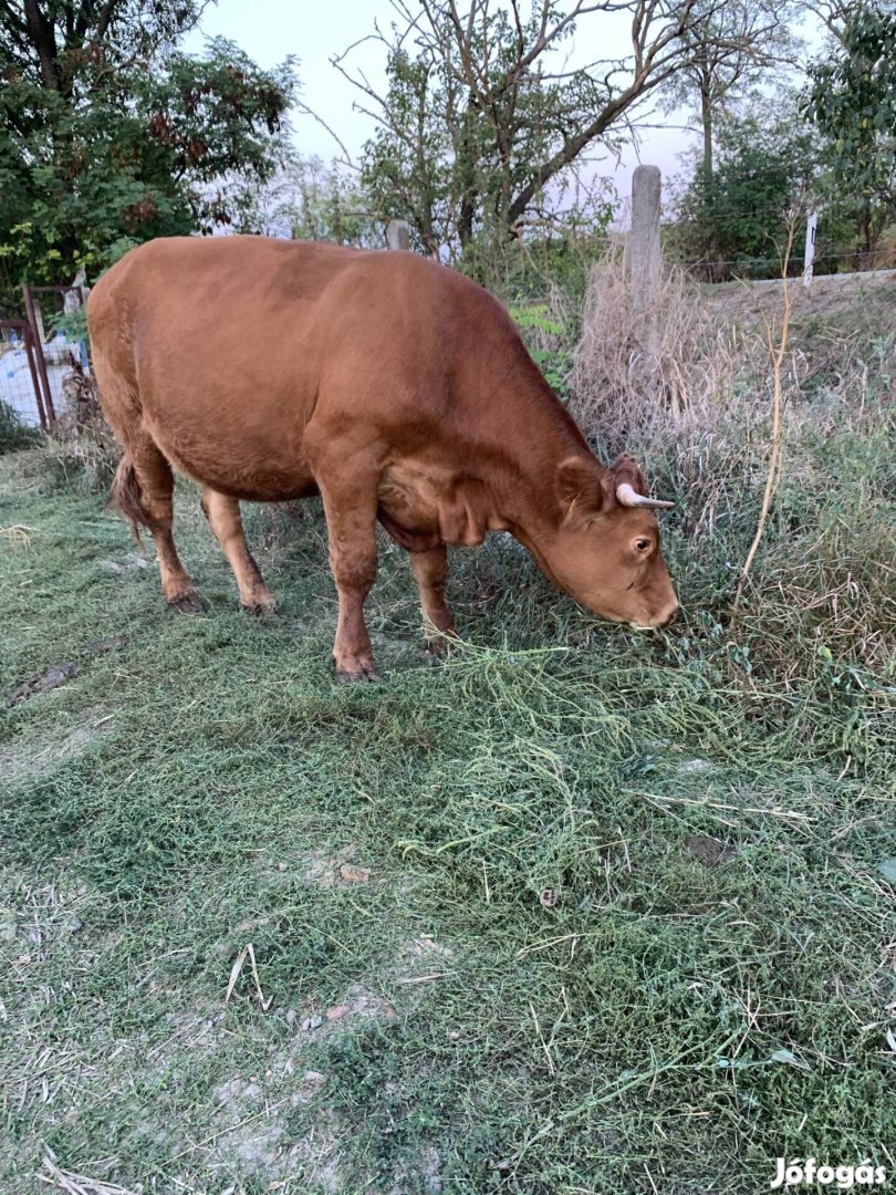 Eladó limousin vemhes tehén 