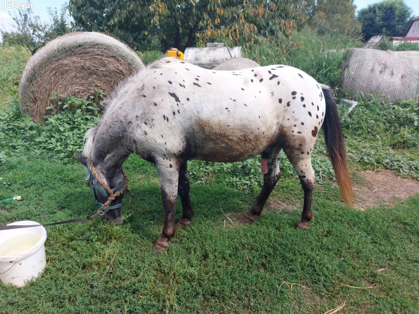 Eladó ló.        