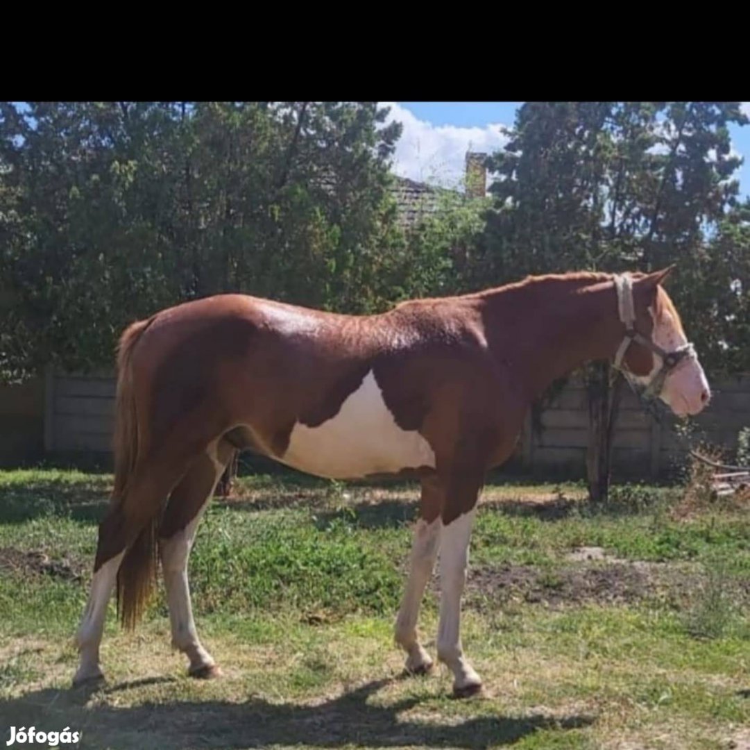 Eladó ló spórt poni