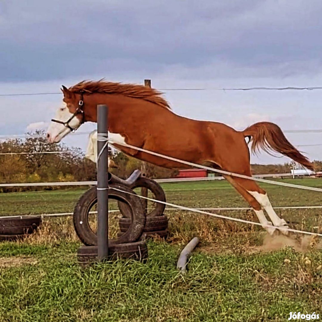 Eladó ló spórt poni